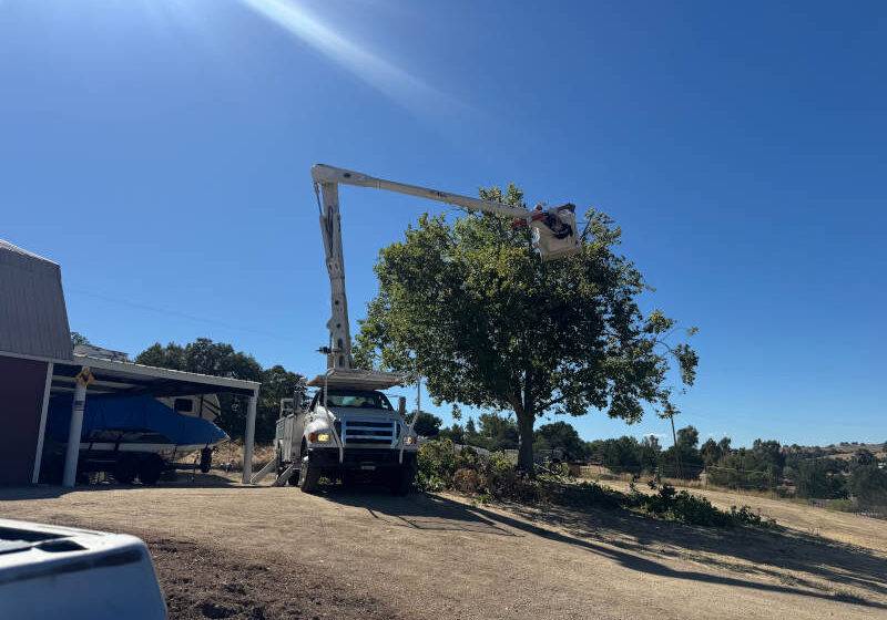 tree service Paso Robles