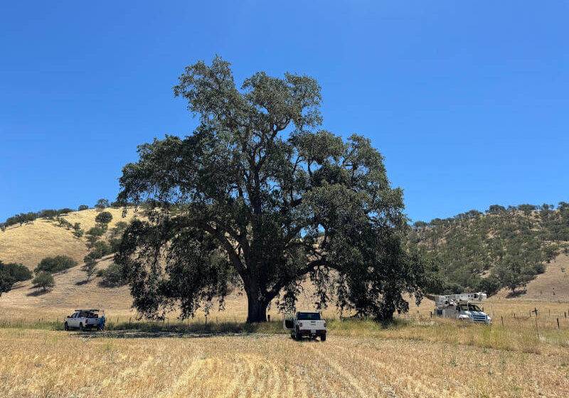 Golden State Tree Service Paso Robles Service Trucks