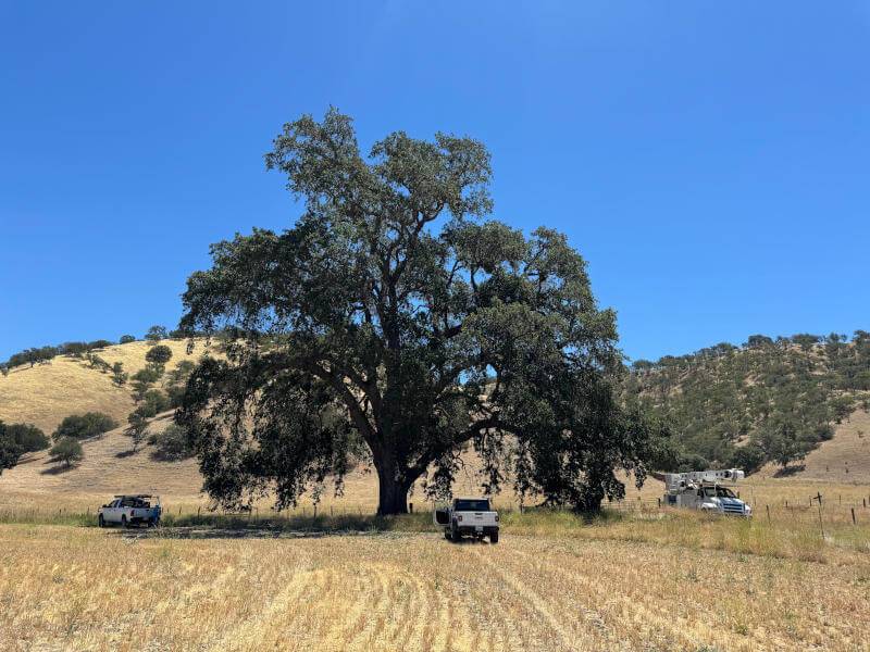 Golden State Tree Service Paso Robles Service Trucks