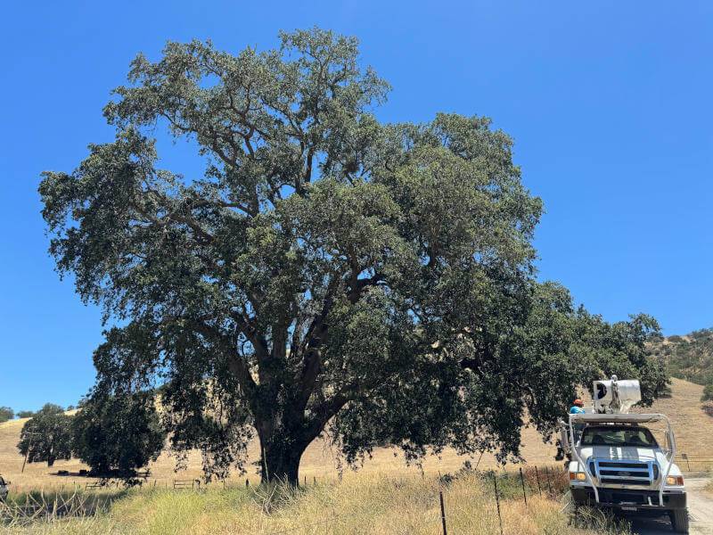 Golden State Tree Service Paso Robles Tree Crew Working