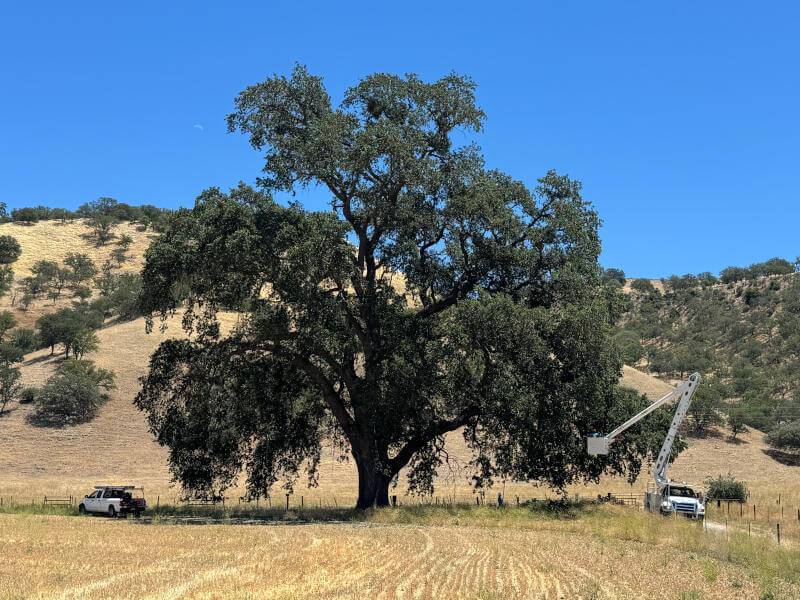 Old Oak Tree in Paso Robles Crew Trimming
